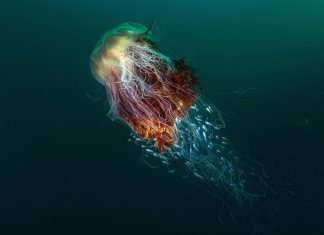 Résultats du concours de photographie 2016 du BWPA, les British Wildlife Photography Awards « Hitchhikers » (méduses à la crinière de Lion), St Kilda, au large de l’île de Hirta en Ecosse, par George Stoyle