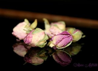 Comment faire son eau de rose soi-même pour une peau éclatante et purifiée Eau de rose de Damas, soin visage, antioxydant, anti-âge, anti-rides, cicatrisant