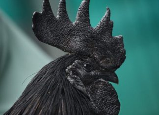 Le coq noir d’Indonésie, ayam cemani, d’une fascinante beauté gothique jusqu’aux os !