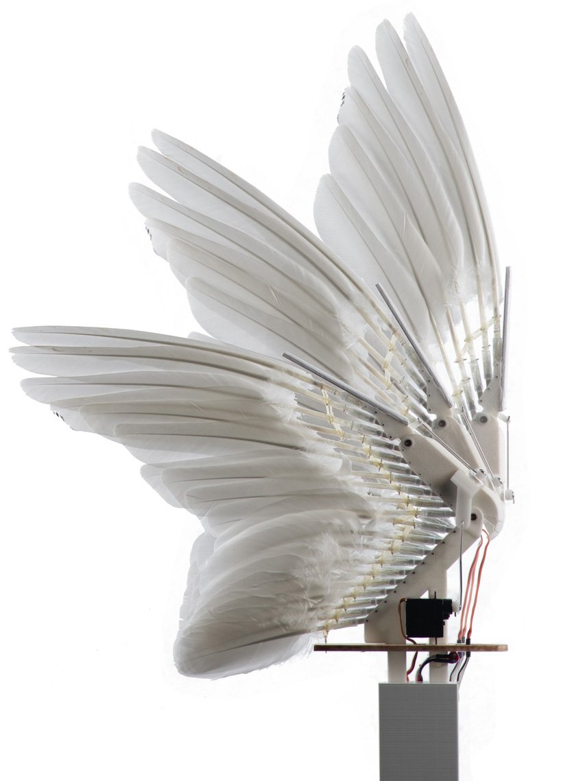 un oiseau robot construit à l'aide de 40 plumes de pigeon vole comme la vraie chose
