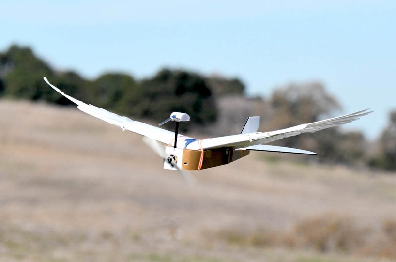 un oiseau robot construit à l'aide de 40 plumes de pigeon vole comme la vraie chose