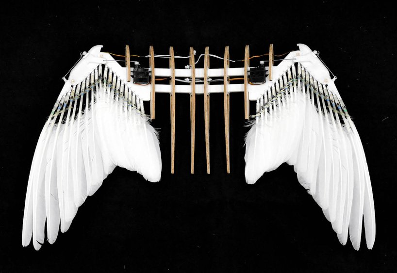 un oiseau robot construit à l'aide de 40 plumes de pigeon vole comme la vraie chose un oiseau robot construit à l'aide de 40 plumes de pigeon vole comme la vraie chose