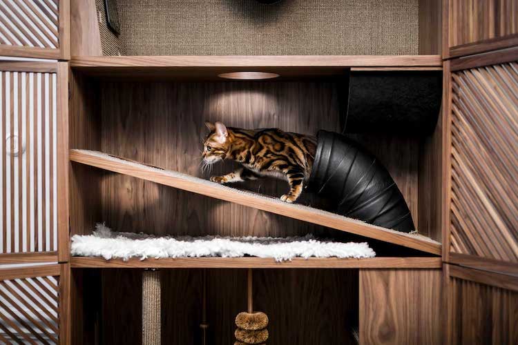 Condo de chat