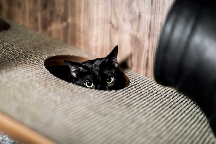 Condo élégant pour chat