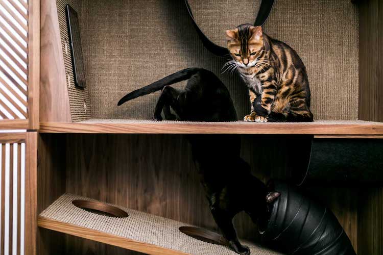 Condo élégant pour chat