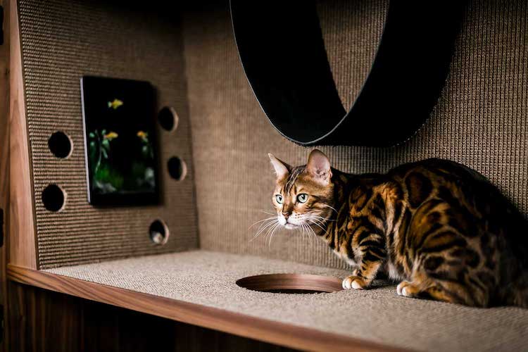 Condo élégant pour chat