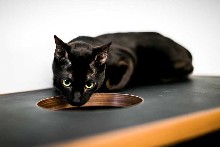 Condo élégant pour chat