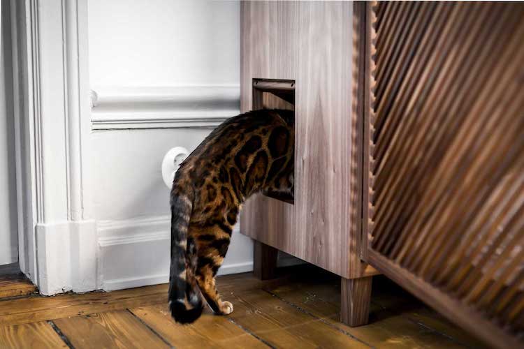 Les meubles élégants pour chats sont emballés avec 10 choses pour les rendre heureux