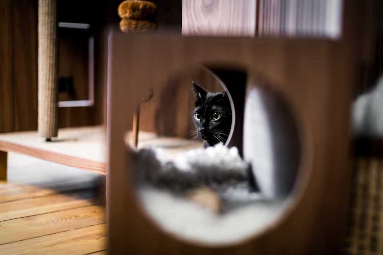 Les meubles élégants pour chats sont emballés avec 10 choses pour les rendre heureux