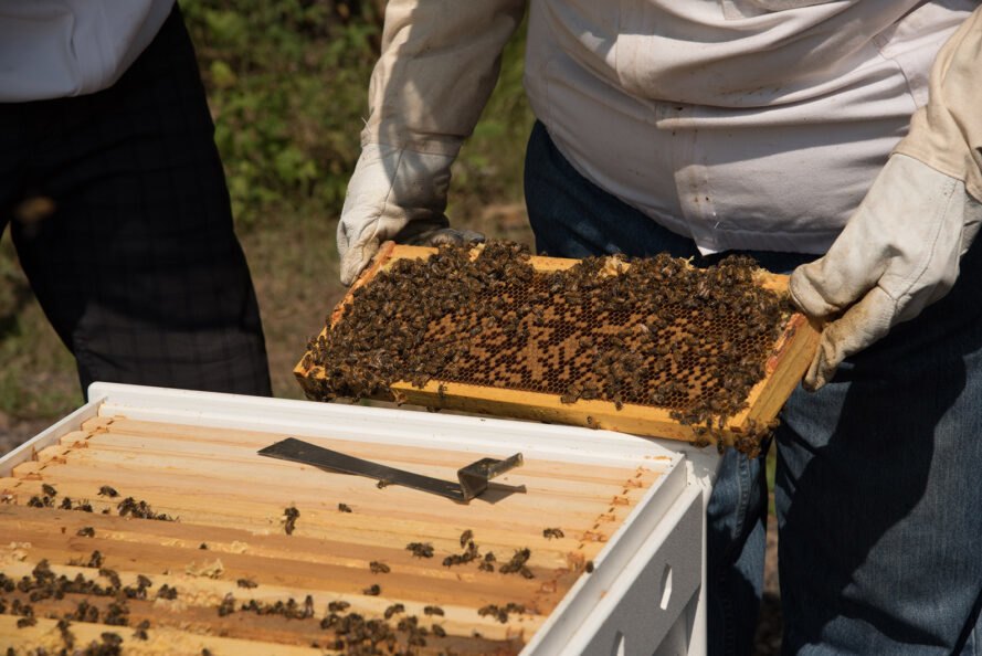 apiculteur, retirer, plateau, abeilles, miel, ruche