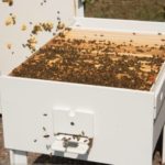 Cette ruche en plastique recyclé est conçue pour les abeilles heureuses