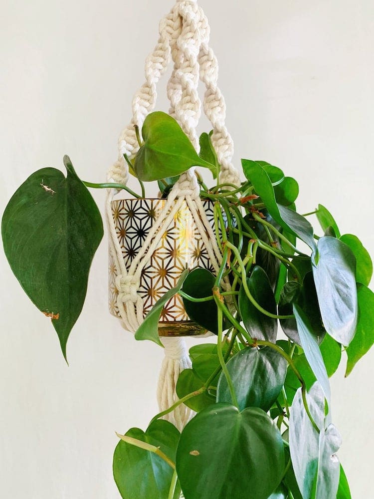 Kit de plantes suspendues
