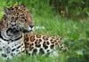 Le mur de la frontière pourrait mettre fin à la récupération du jaguar