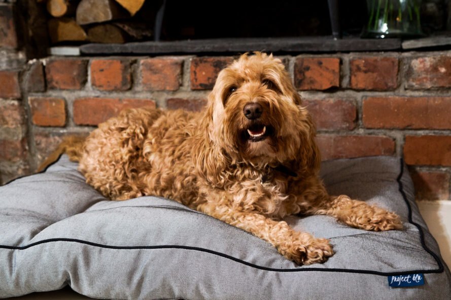 chien de taille moyenne sur lit pour animaux de compagnie gris