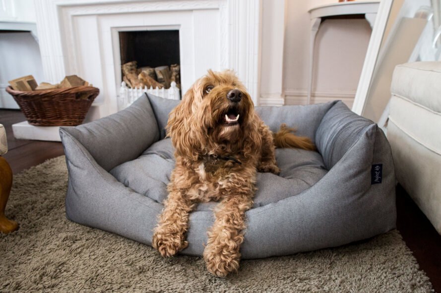chien de taille moyenne sur un lit pour animaux gris près d'une cheminée blanche