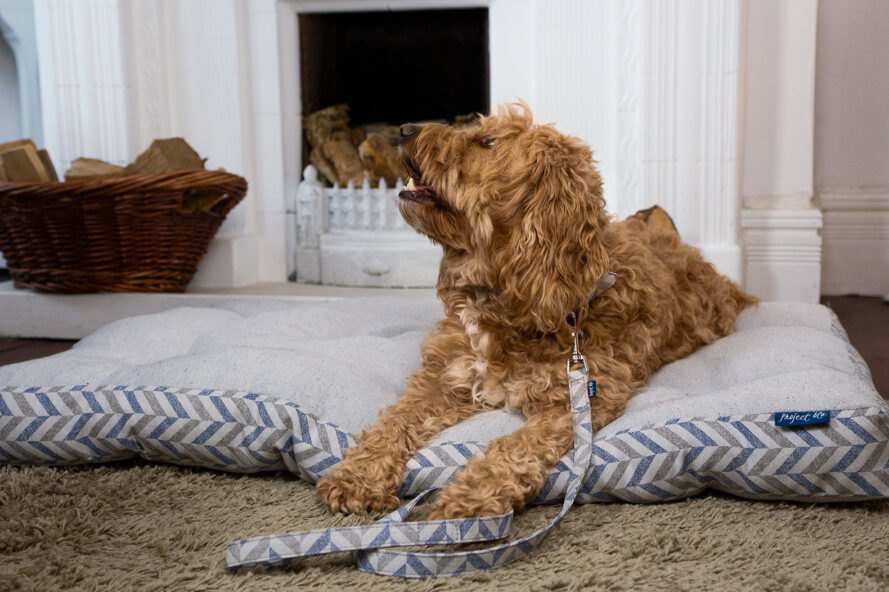 chien de taille moyenne dans un lit pour animaux à rayures