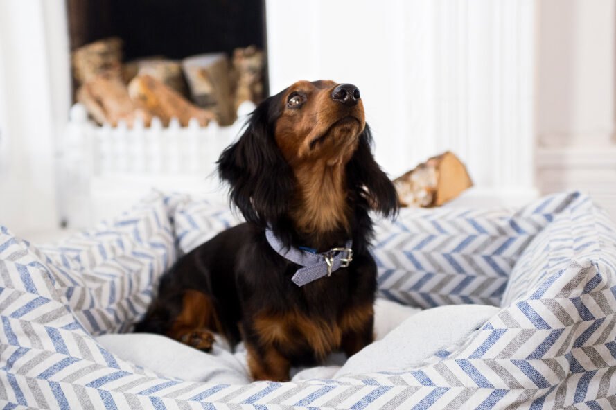 petit chien dans un lit pour animaux à rayures