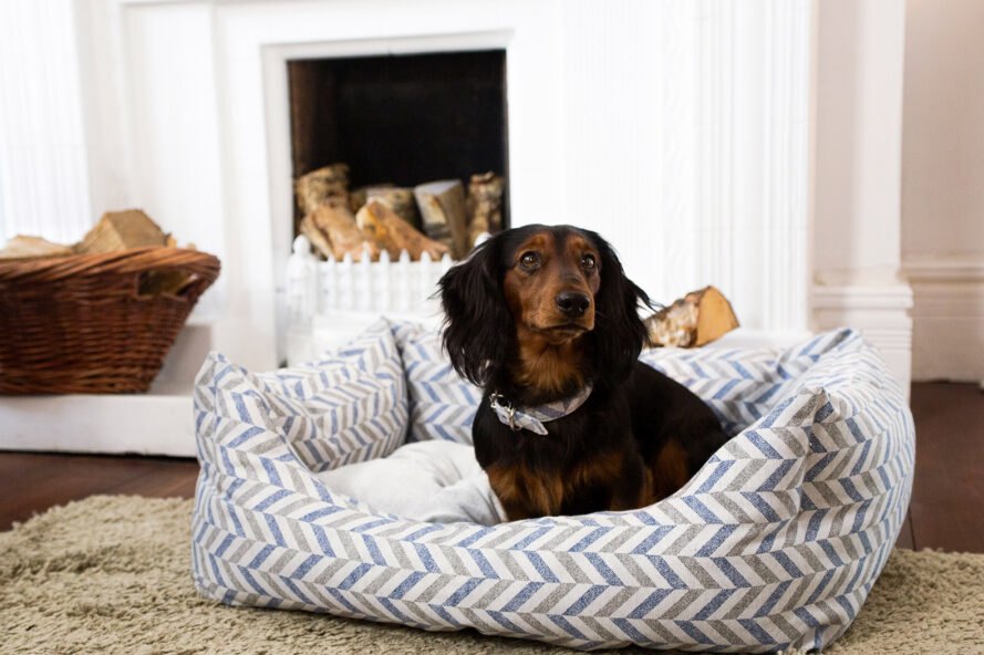 petit chien, dans, rayé, lit animal, près, cheminée blanche