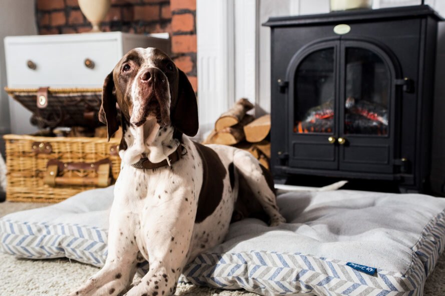 grand chien dans lit lit rayé