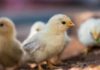 Des experts mettent en garde contre les poussins qui paniquent