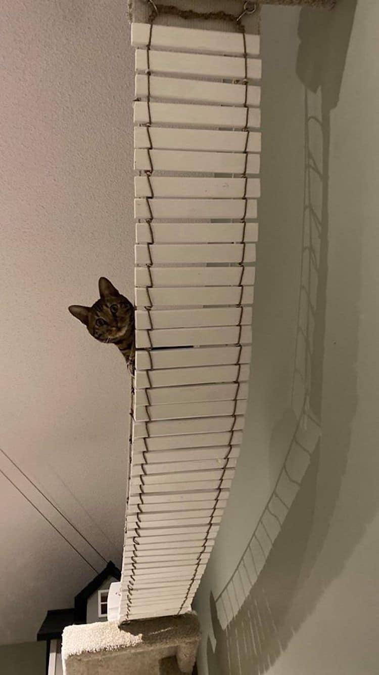 Tour de chat extra haute