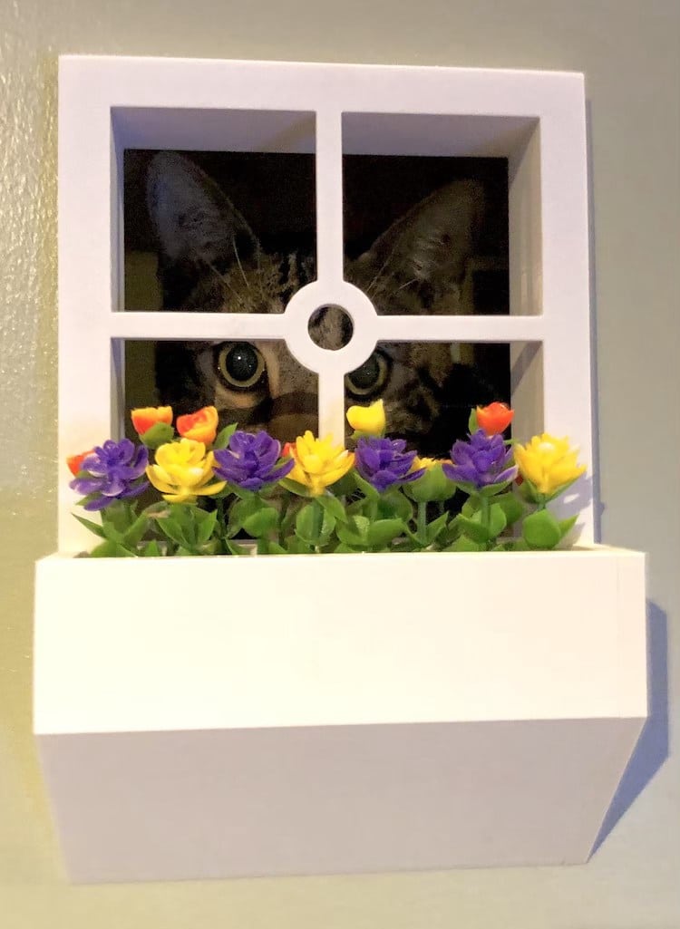 Tour du chat