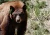 Pendant que les humains sont absents, les ours yosémites viennent jouer