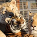 Les tigres et les humains menacés par un coronavirus à la réouverture du zoo ‘Tiger King’