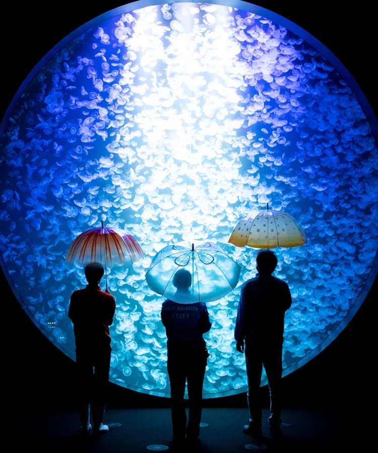 Parapluies méduses par vous + PLUS!