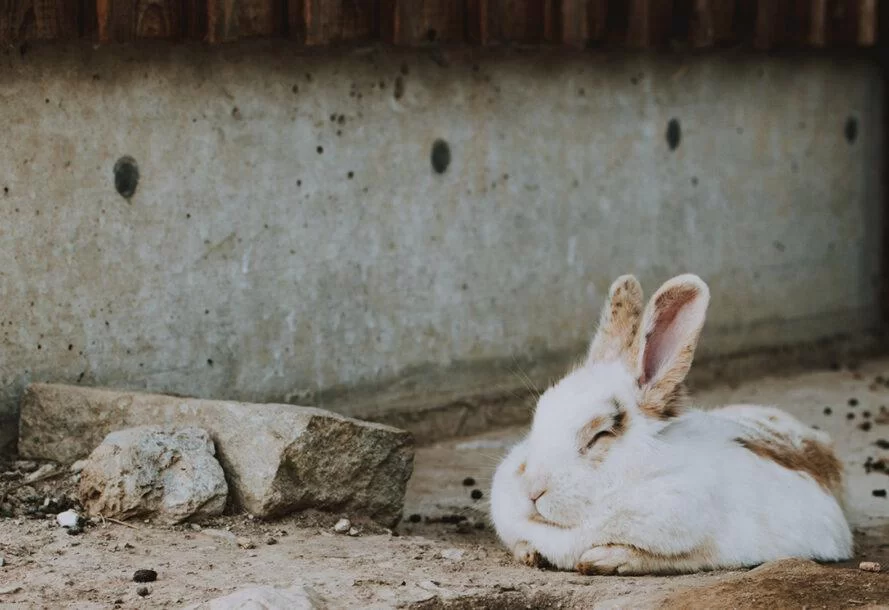 un lapin dormant sur un sol sale et couvert de roches