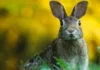Les populations de lapins américains luttent contre le virus mortel, RHDV2