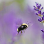 Célébrez la Semaine nationale des pollinisateurs du 22 au 28 juin