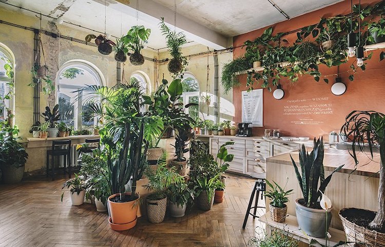 Maison IKEA remplie de plantes