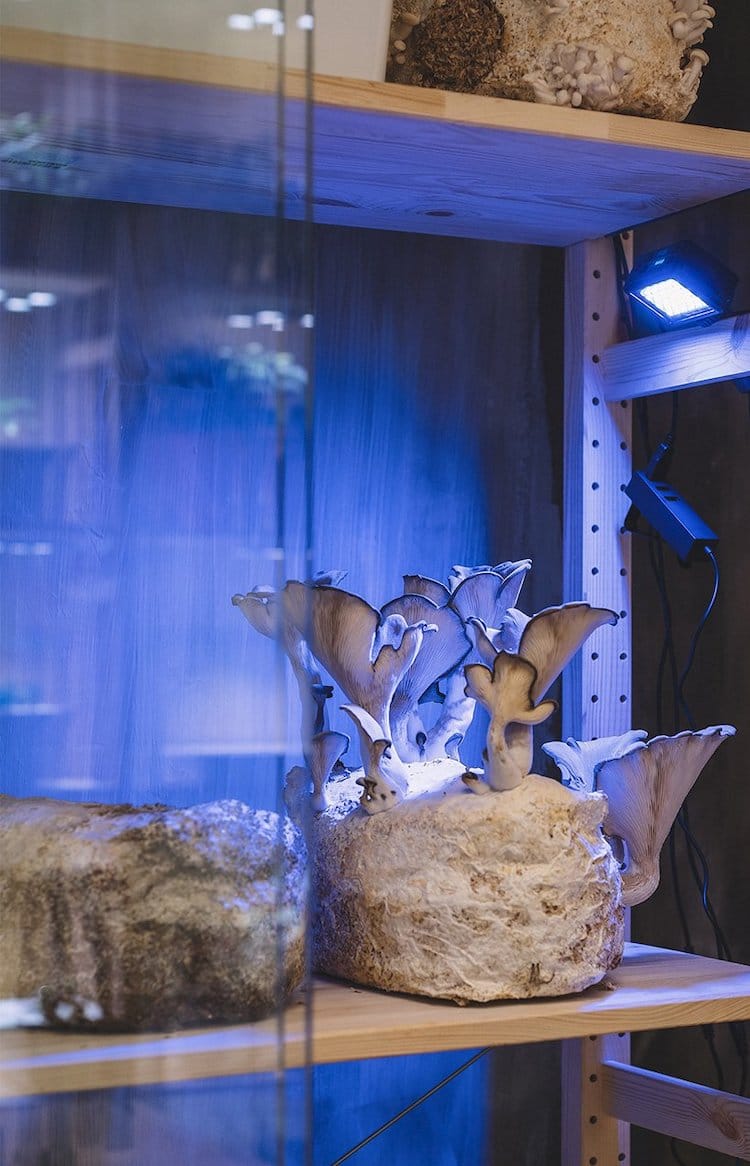 Champignon dans la maison IKEA de demain