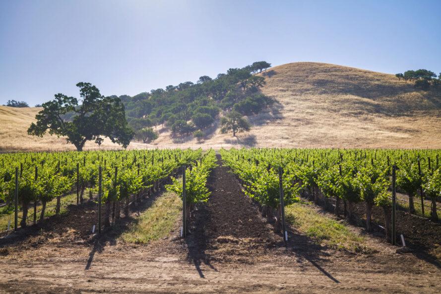 montagnes derrière un vignoble