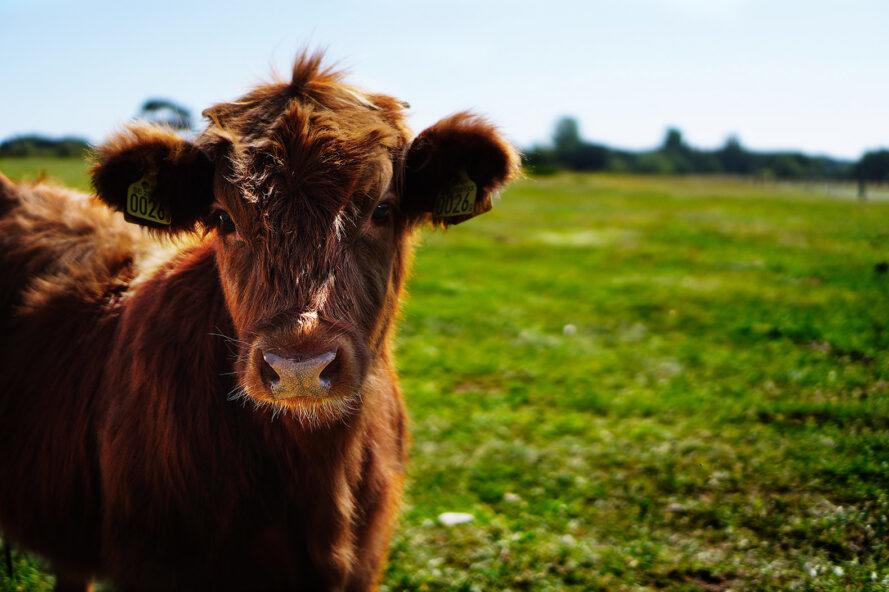 à gauche, une vache brune au premier plan, avec de l'herbe verte à droite et en arrière-plan.