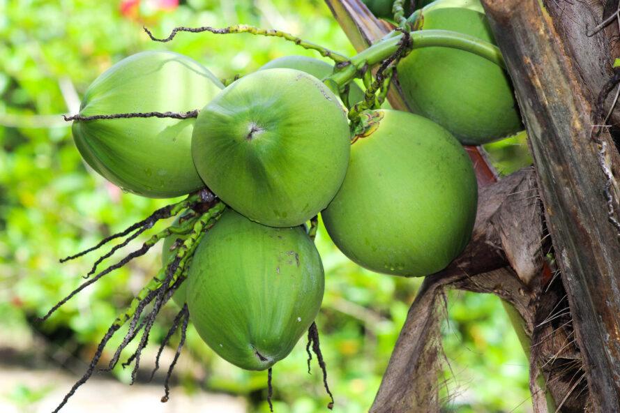 Noix de coco vertes poussant sur un arbre
