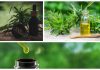 Qu’est-ce que le CBD et à quoi sert-il? Qu'est-ce que le CBD et à quoi sert-il?