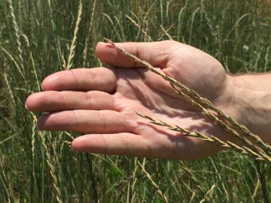 main tenant l'herbe de blé Kernza
