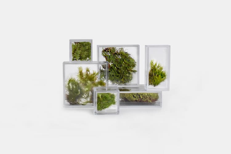 Petits terrariums pour la maison et le bureau