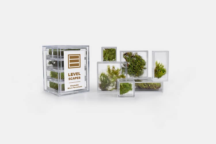 Petits terrariums pour la maison et le bureau