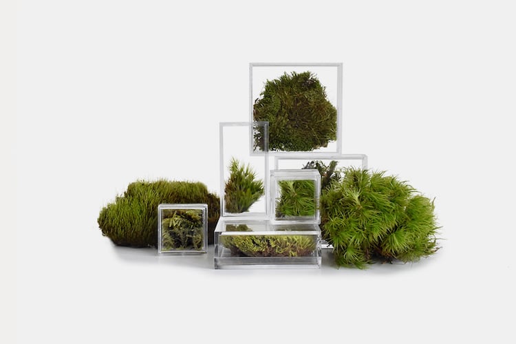Petits terrariums en mousse pour la maison et le bureau