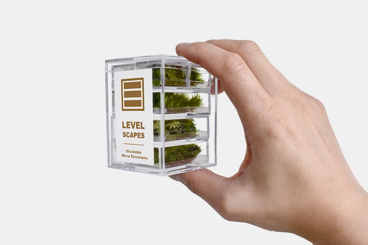 Petits terrariums pour la maison et le bureau