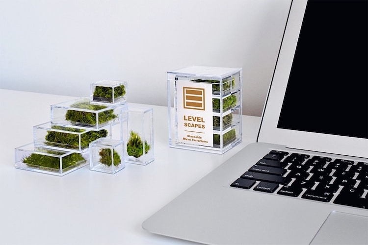 Petits terrariums de bureau pour la maison