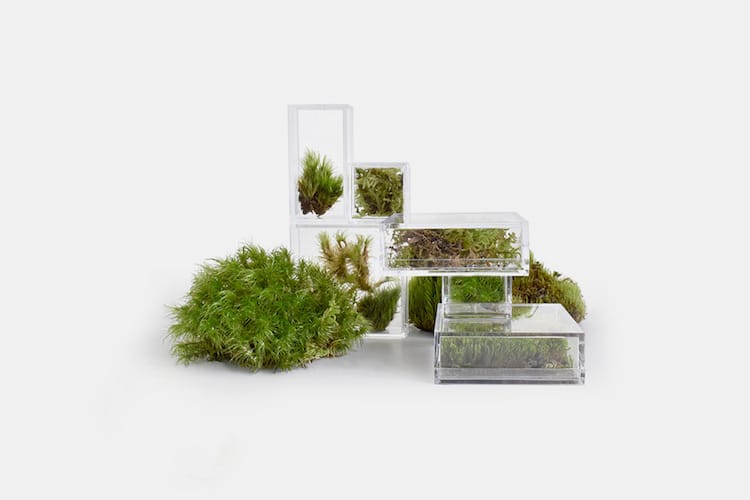 Petits terrariums pour la maison et le bureau