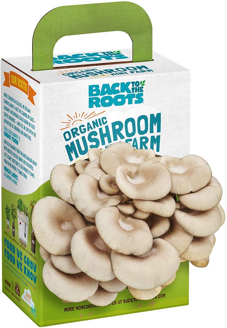 Kit de culture de champignons