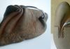 Pierres de granit et de quartz sculptées pour ressembler à du tissu et de l’argile par José Manuel Castro López