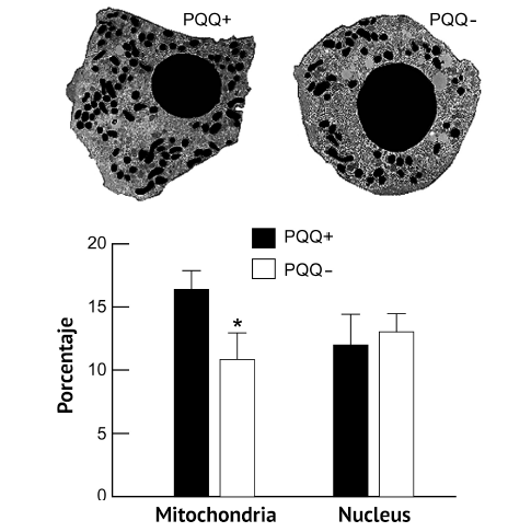 La médecine mitochondriale au secours de vos cellules 2