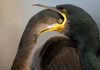 Coups de cygnes câlins et de corbeaux voraces au concours du meilleur photographe de l’année 2021