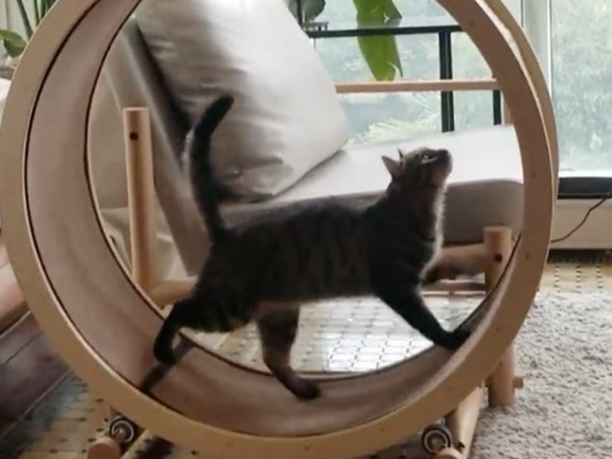The Loveseat Est Un Fauteuil Et Une Roue D Exercice Pour Chat En Un Lilypop Fr